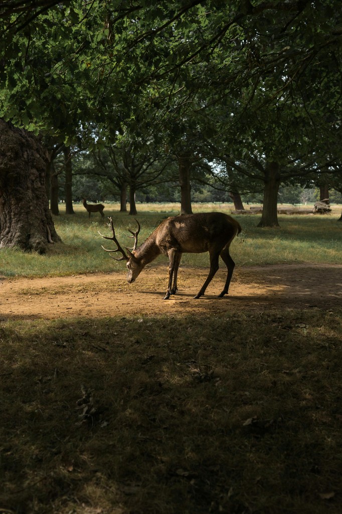 A stag in dappled sunlight on a woodland path in Richmond Park
